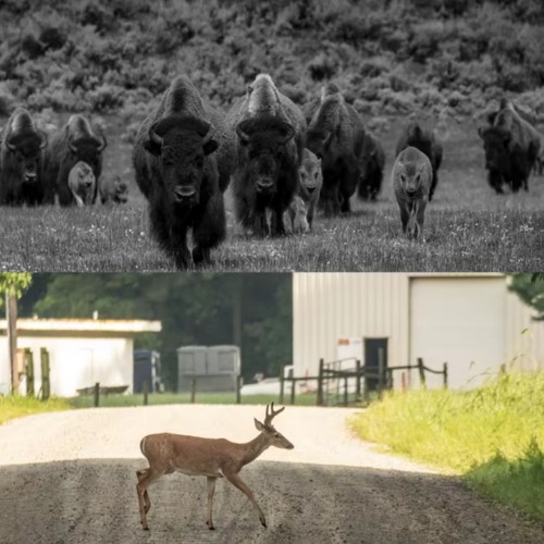 4G 4K камера-фотопастка з двома об’єктивами та APP-керуванням Suntek HC-950Pro-li